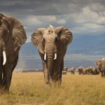 Elephant matriarch and family