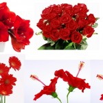 Redflower