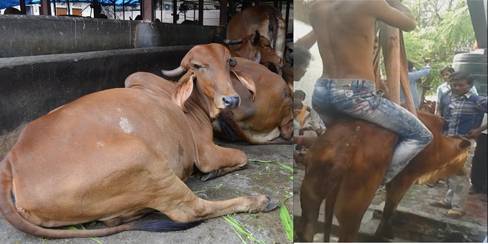 मुस्लिम लड़के ने बचाई गाय की जान….