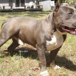 American Bull dog
