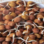 Black Chickpea3