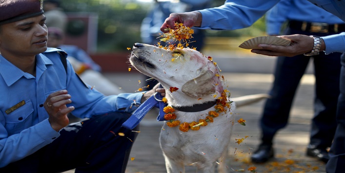 यहां पूजे जाते हैं दिवाली पर कुत्ते।