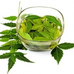 Fresh Neem Leaves