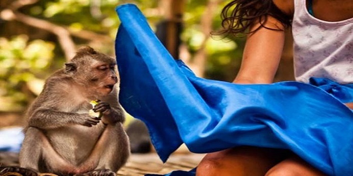 स्कर्ट के अंदर पड़ी बंदर की नजरें! इन क्लिक्स पर यकीन करना मुश्किल है