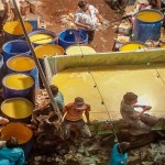 Ghee Festival4