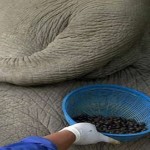 Hathi Ki Lidh