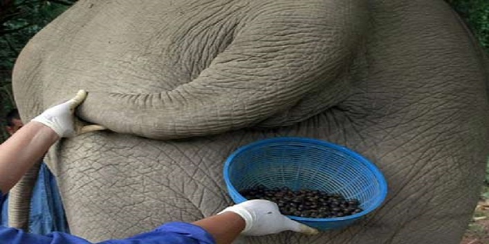 हाथी की लीद से बनाई जाती है दुनिया की सबसे महंगी कॉफ़ी