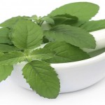 holy basil
