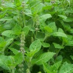 Holy Basil1