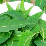 Neem