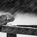 Raining1