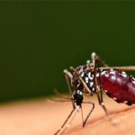 So, this mosquito will prevent malaria1