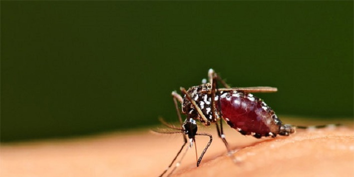 So, this mosquito will prevent malaria1