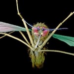So, this mosquito will prevent malaria2