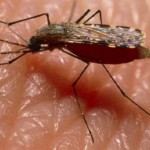 So, this mosquito will prevent malaria3