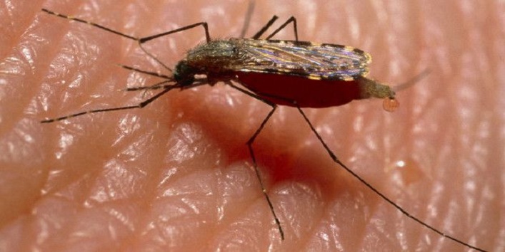 So, this mosquito will prevent malaria3