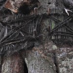 The tree graves of Indonesia