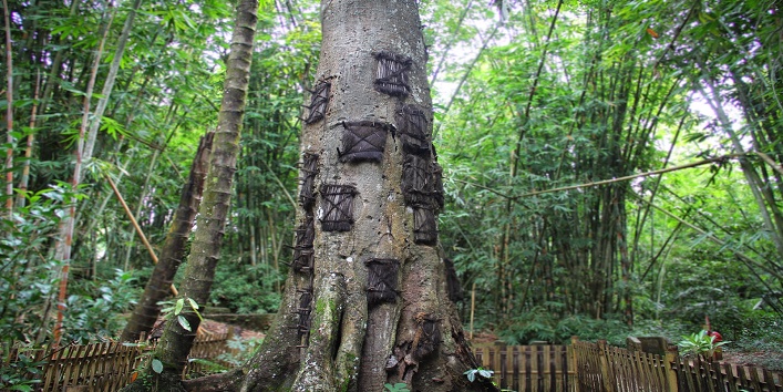 The tree graves of Indonesia1