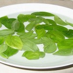 basil use in water