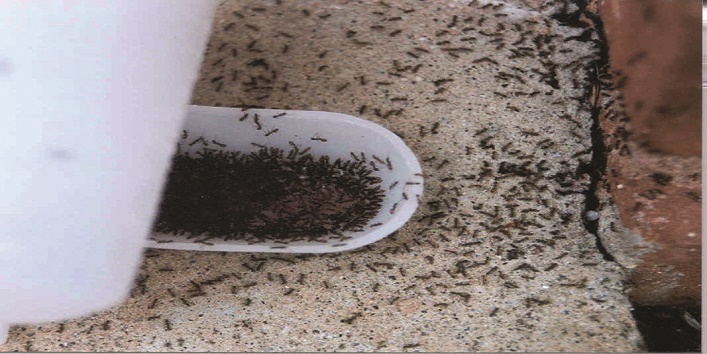 black ants eating sugar