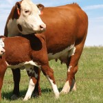 cow