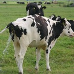 cow1
