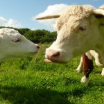 cow2