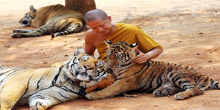 टाइगर टेंपल: बाघ और मानव की अभिन्न दोस्ती का एक मात्र प्रतीक