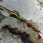 Bloodwood tree1