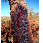 Bloodwood tree2