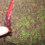 Bloodwood tree3