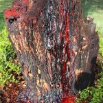 Bloodwood tree4