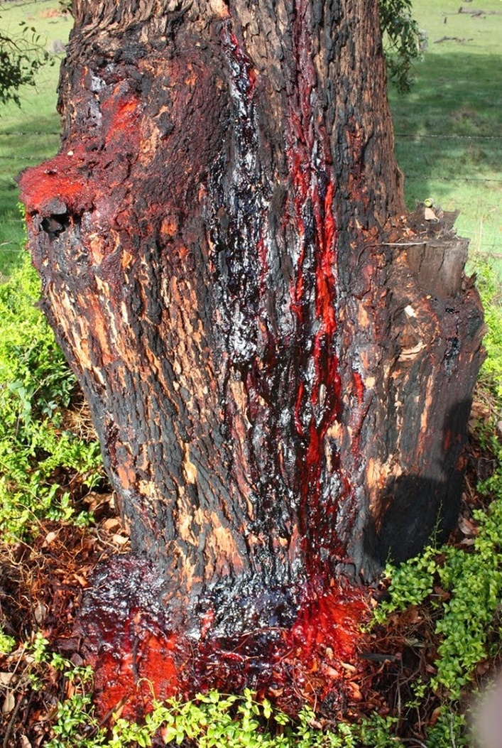 Bloodwood tree4