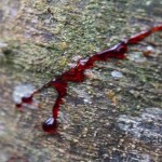 Bloodwood tree5