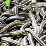 Narcisse Snake Dens3