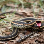Narcisse Snake Dens4