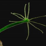 Scientist discover immortal creature