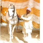 This Vicky Donar horse earns thirty thousand every day