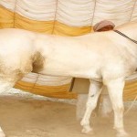 This Vicky Donar horse earns thirty thousand every day1