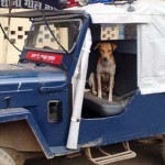 police jeep