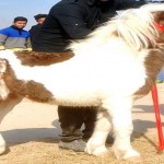 animal fair in punjab