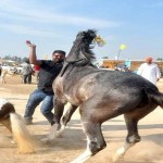 animal fair in punjab1