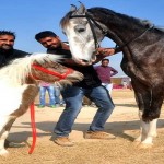 animal fair in punjab4