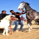 animal fair in punjab5