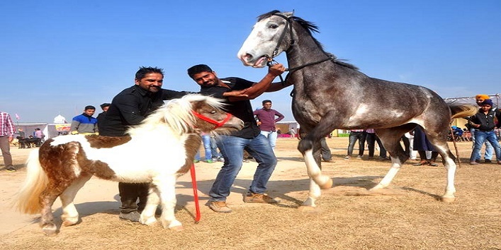 animal fair in punjab5