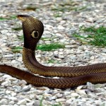 snake