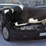 winter-funny-pic2