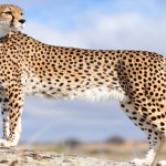 Cheetah 1