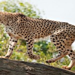 Cheetah1