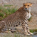 Cheetah2